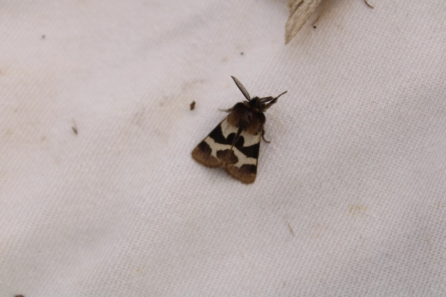 Watsonarctia deserta - tarka medvelepke