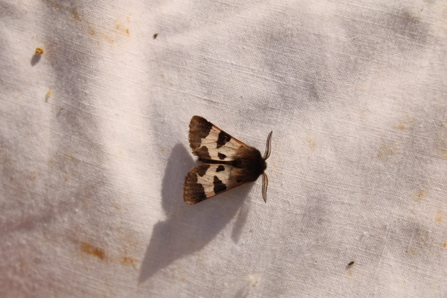 Watsonarctia deserta - tarka medvelepke