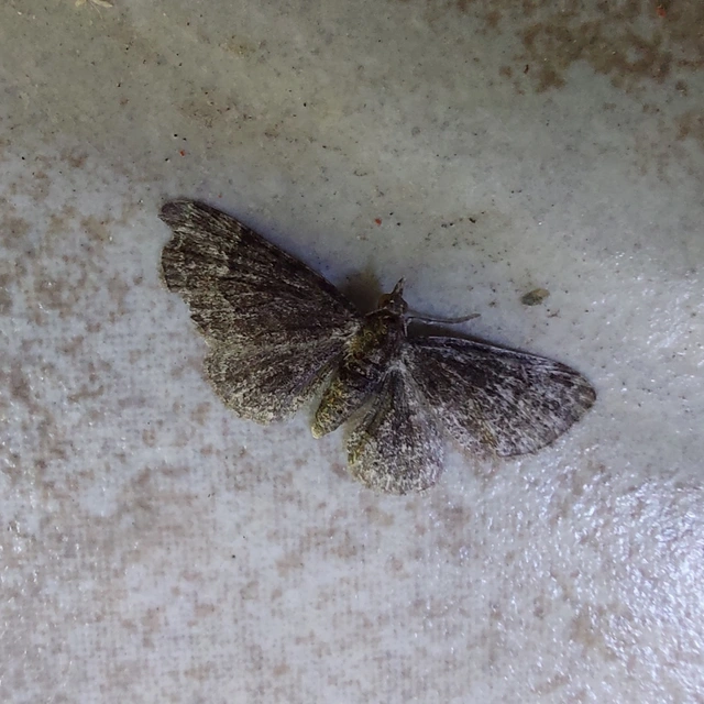 Pasiphila rectangulata - almavirág-araszoló