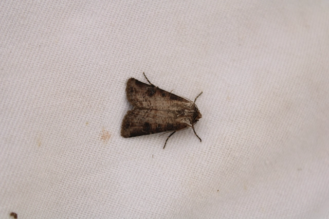 Agrotis clavis - zömök földibagoly