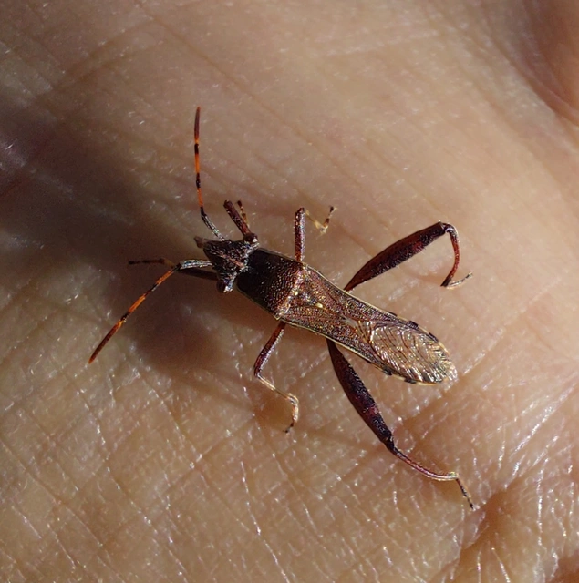 Camptopus lateralis - görbelábú karimáspoloska