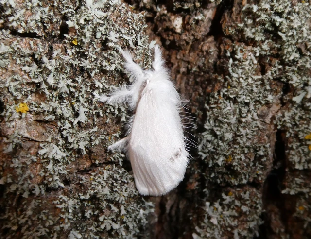 Sphrageidus similis - sárgafarú szövő