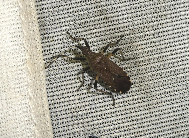 Dicranocephalus agilis - gyűrűscsápú karimáspoloska