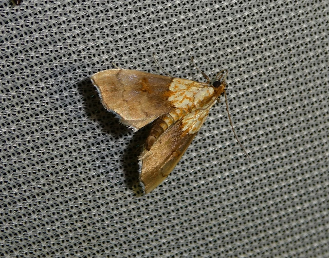 Agrotera nemoralis - ligeti tűzmoly