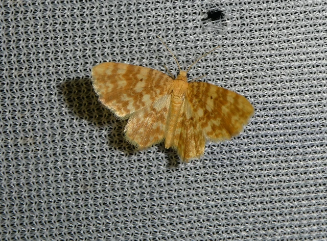 Hydrelia flammeolaria - narancssárga araszoló