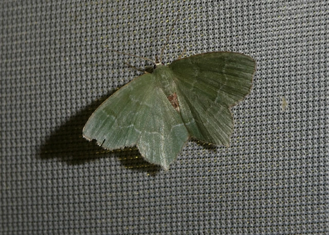Hemithea aestivaria - nyír-zöldaraszoló