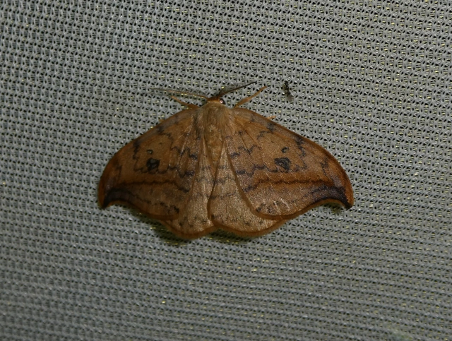 Drepana falcataria - nyárfa-sarlósszövő