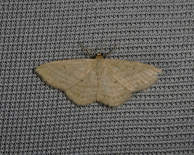 Scopula virgulata - vesszős sávosaraszoló