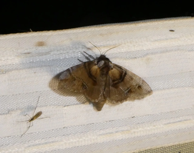 Drymonia velitaris - hegyi púposszövő