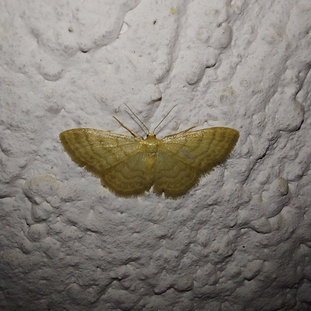 Idaea dilutaria - napvirág-apróaraszoló