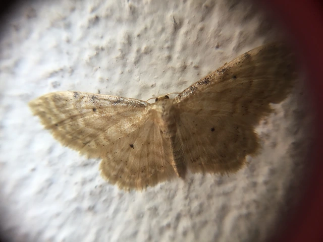 Idaea fuscovenosa - szürkeszélű apróaraszoló