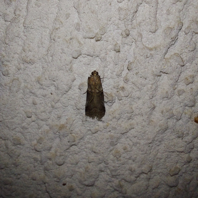 Acrobasis consociella - szalagos karcsúmoly