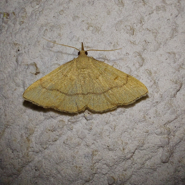 Paracolax tristalis - sárgás karcsúbagoly