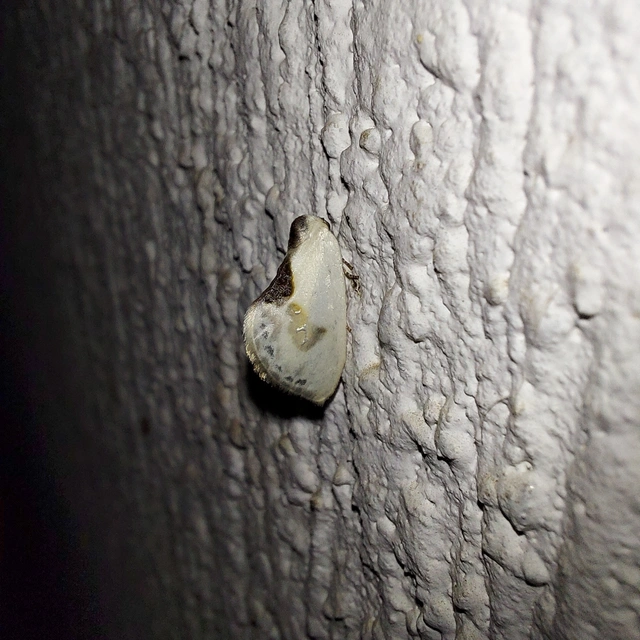 Cilix glaucata - törpe sarlósszövő