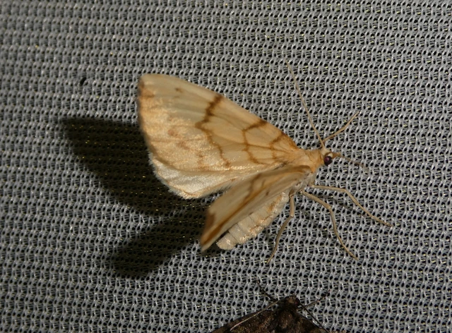 Eulithis pyraliata - sárga galajaraszoló