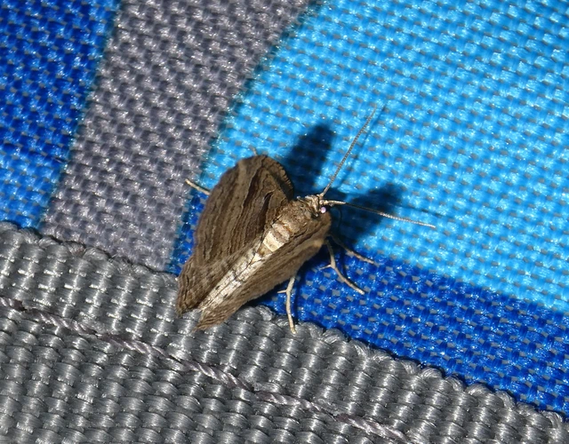 Costaconvexa polygrammata - soksávú araszoló