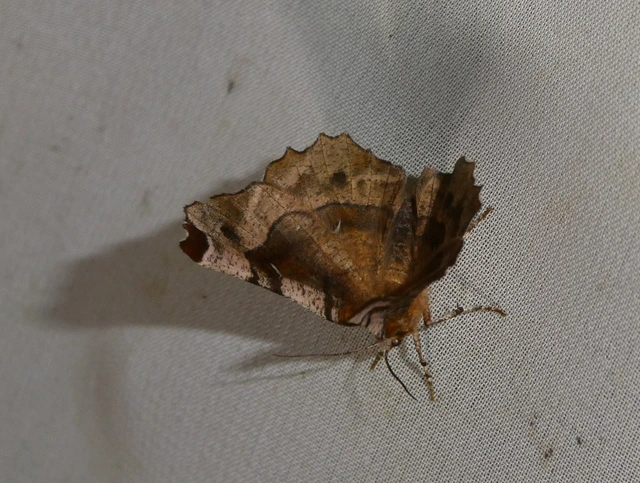 Selenia tetralunaria - négyfoltos holdasaraszoló
