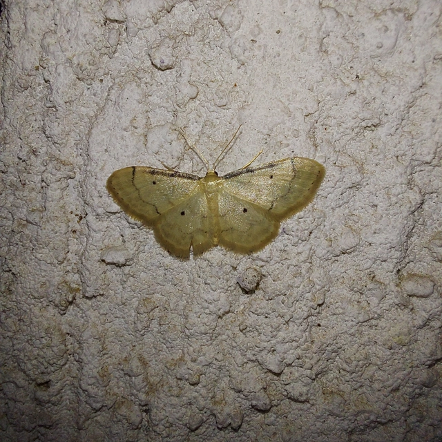 Idaea politaria - vonalas apróaraszoló