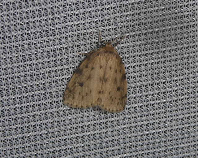 Thumata senex - mocsári medvelepke