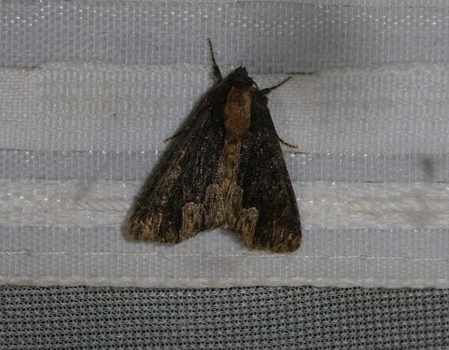 Dypterygia scabriuscula - szurokbarna nyáribagoly
