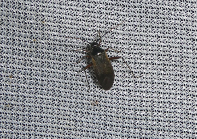 Adelphocoris seticornis - szegélyes mezeipoloska