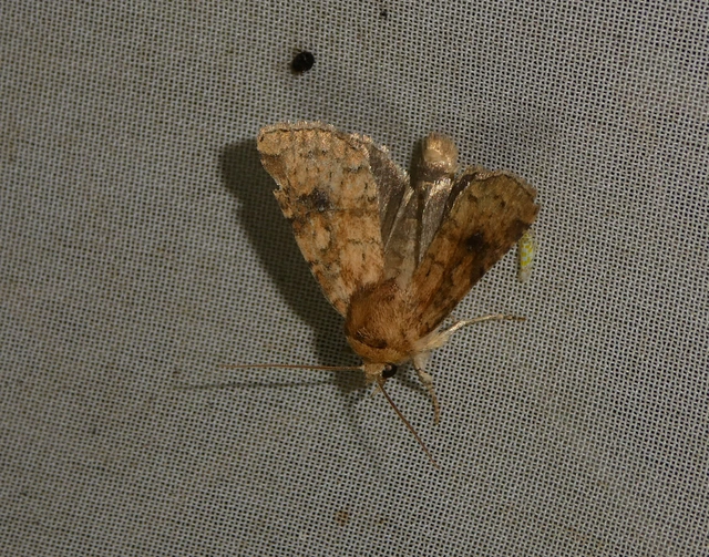 Atypha pulmonaris - tüdőfű-levélbagoly
