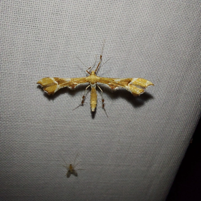 Cnaemidophorus rhododactyla - rózsabogyó-tollasmoly