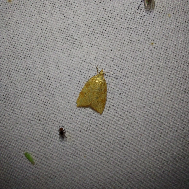 Aleimma loeflingiana - tölgylevél-sodrómoly Aleimma loeflingiana - tölgylevél-sodrómoly