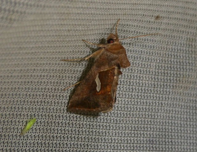 Macdunnoughia confusa - cseppfoltos ezüstbagoly