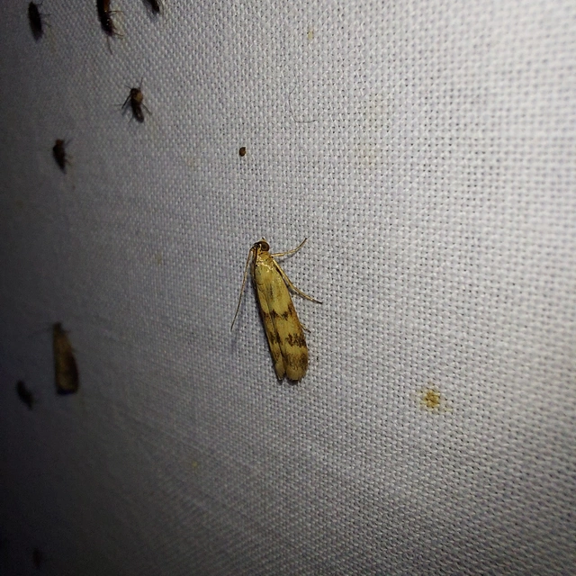 Homoeosoma sinuella - agyagsárga karcsúmoly