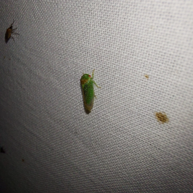 Iassus mirabilis