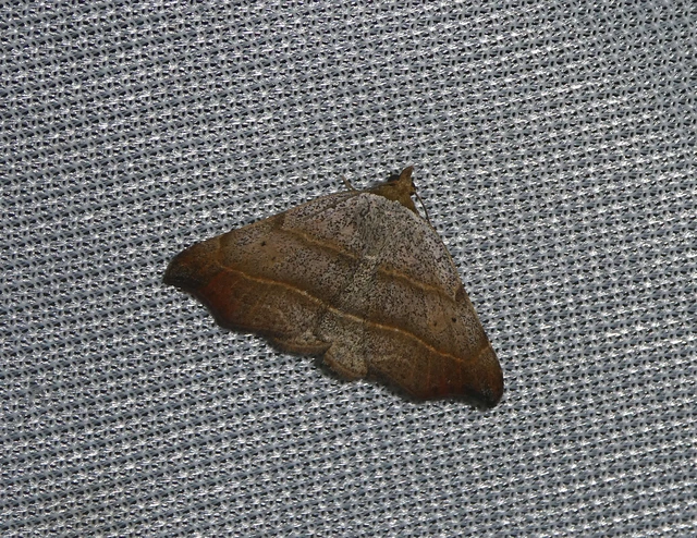 Laspeyria flexula - zuzmóbagoly