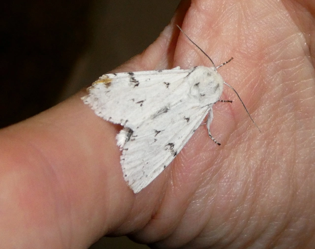 Acronicta leporina - fehér szigonyosbagoly
