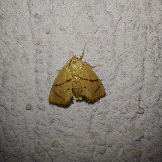 Apoda limacodes - kagylólepke