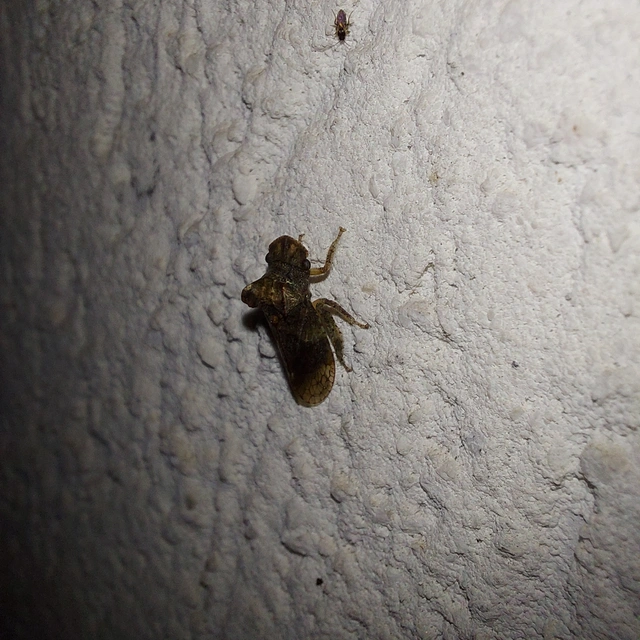 Ledra aurita - füleskabóca