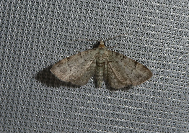 Pasiphila rectangulata - almavirág-araszoló