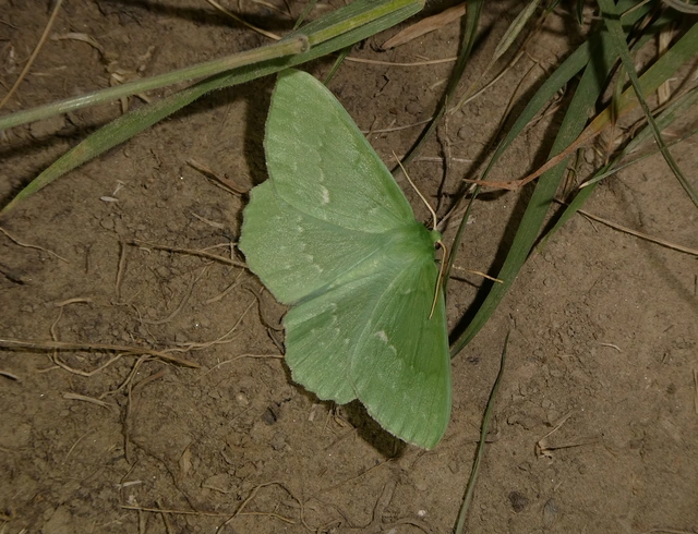 Geometra papilionaria - nagy zöldaraszoló