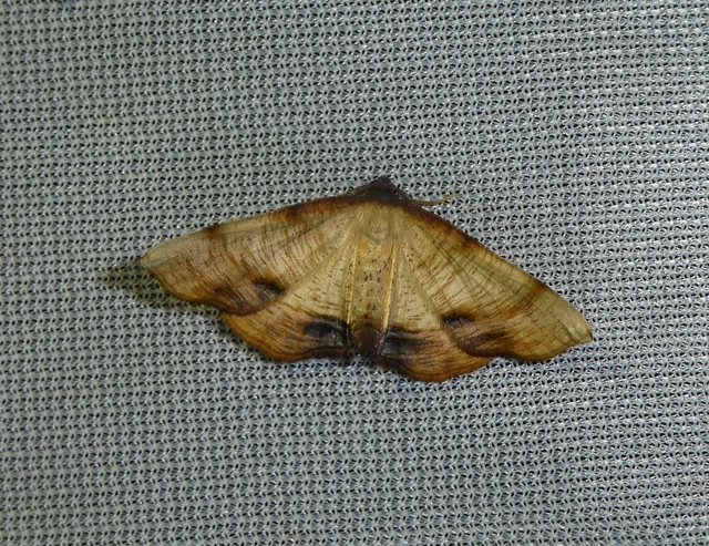 Plagodis dolabraria - baltaszárnyú araszoló