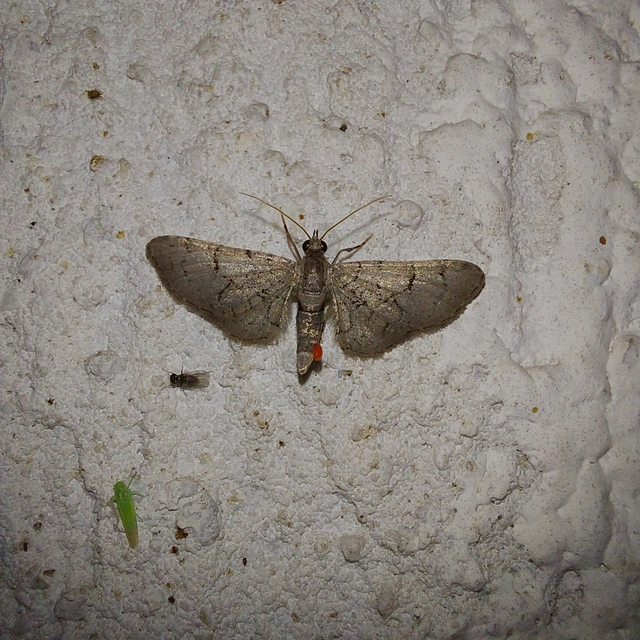 Eupithecia silenicolata - habszegfű-törpearaszoló