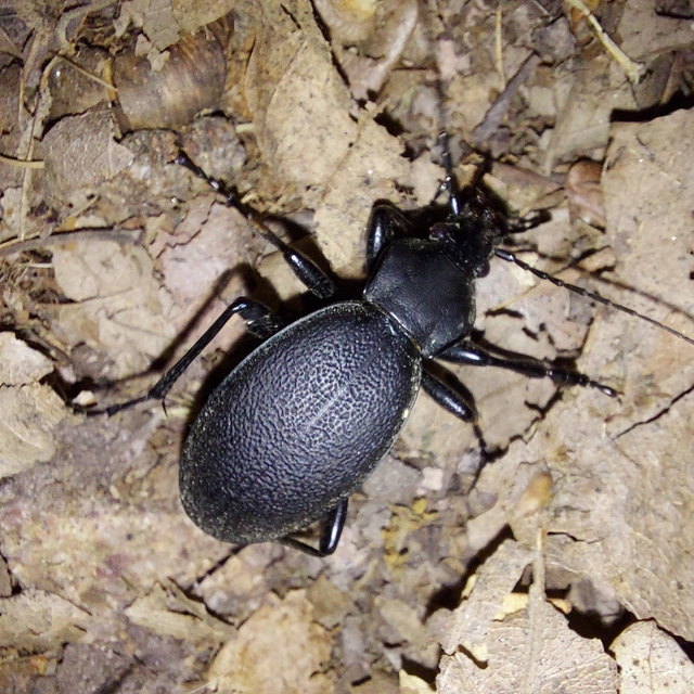 Carabus coriaceus - bőrfutrinka