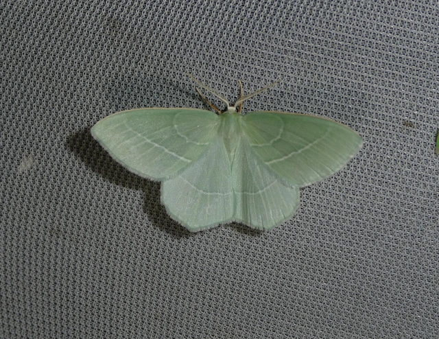 Hemistola chrysoprasaria - kékes zöldaraszoló