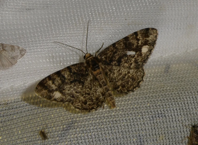Parectropis similaria - barna zuzmóaraszoló