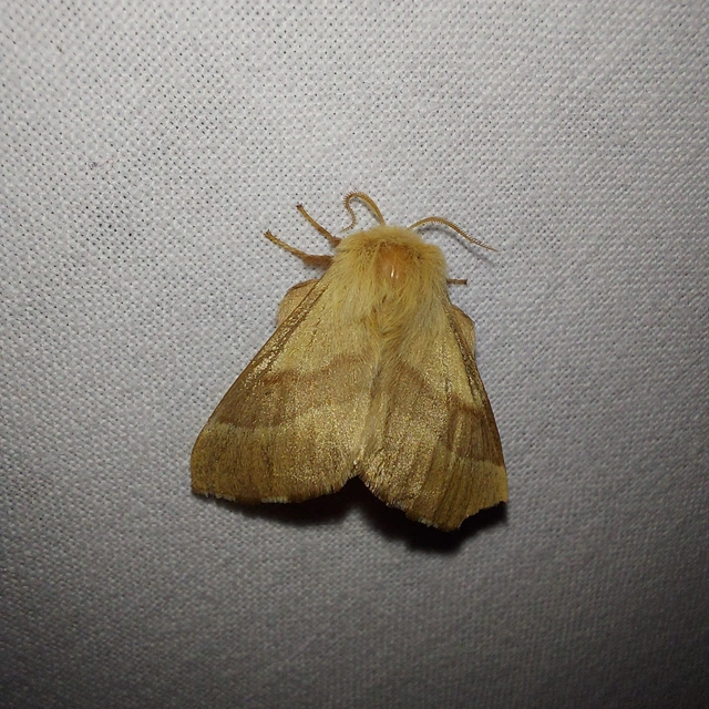 Malacosoma neustria - gyűrűsszövő