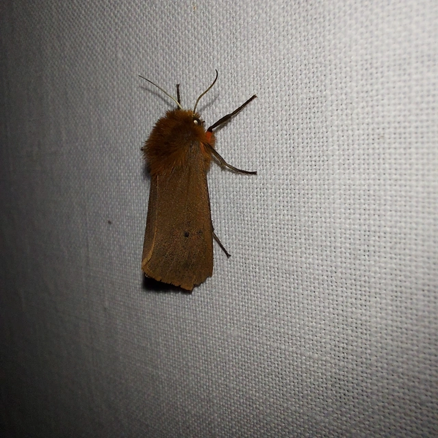 Phragmatobia fuliginosa - füstös medvelepke