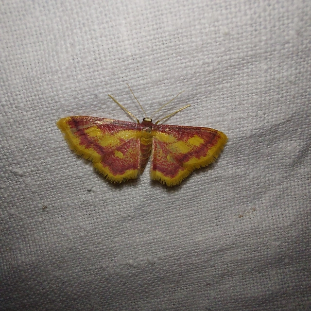 Idaea muricata - mocsári pirosaraszoló