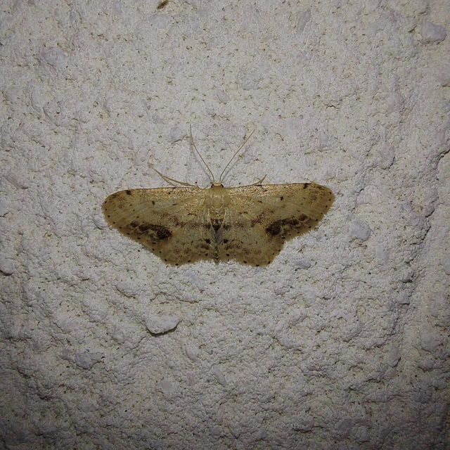 Idaea dimidiata - gyakori apróaraszoló