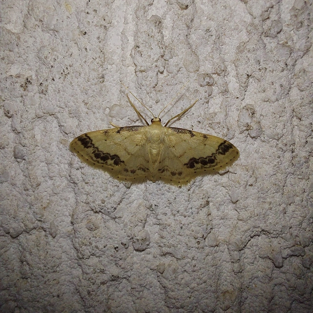 Idaea trigeminata - csúcsfoltos apróaraszoló