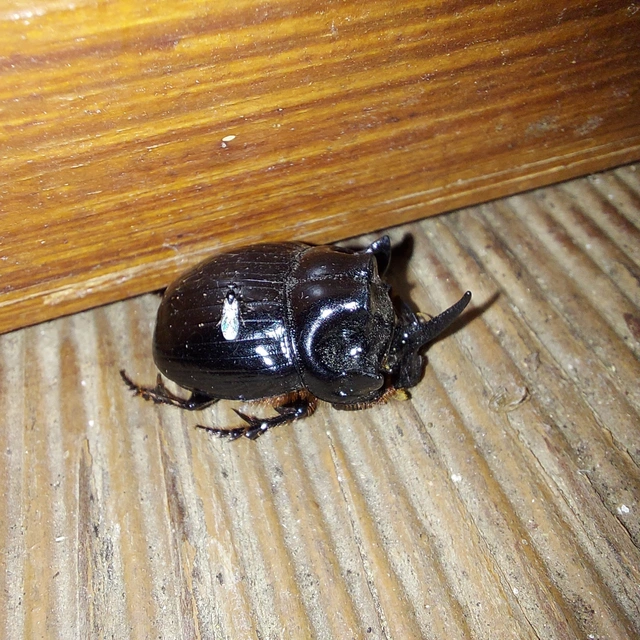 Copris lunaris - közönséges holdszarvú-ganéjtúró