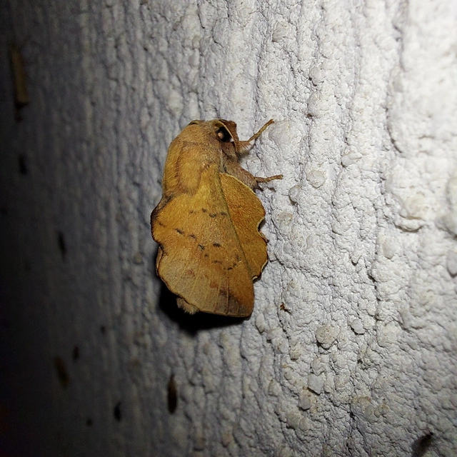 Phyllodesma tremulifolia - nyárlevélpohók