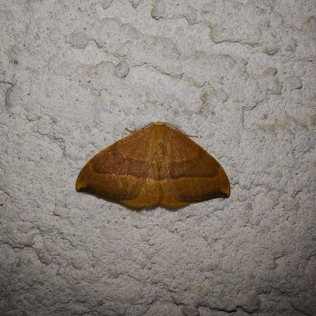 Watsonalla cultraria - bükkfa-sarlósszövő